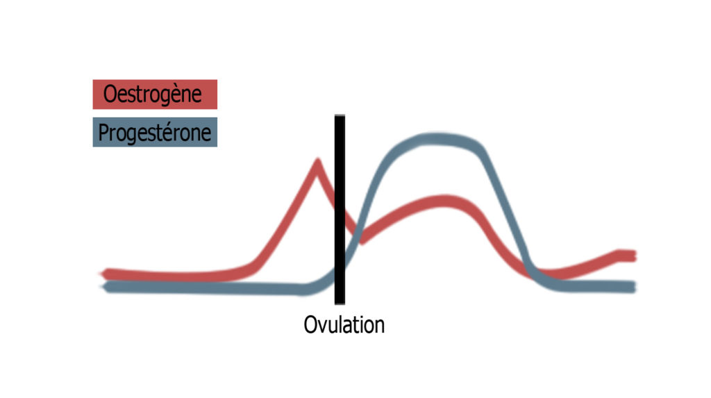 hormones cycle féminin