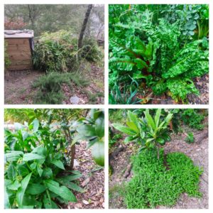 jardin en musique