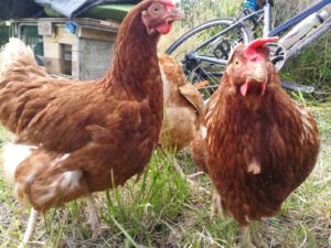 voyage vélo poules