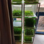 micro pousses